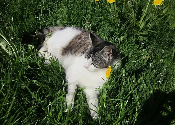 Ferienhaus Sepa Joe Riksu